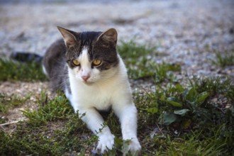 Cat lying on the floor, Portrait Austria