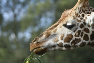 Portrait of an Rothschild's giraffe (G. c. rothschildi) at Christchurch, New Zealand
