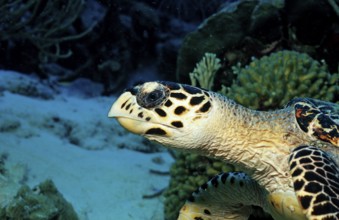 Hawksbill sea turtle, Eretmochelys imbricata, Netherlands Antilles, Bonaire, Caribbean, Caribbean