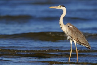 Grey grey heron (Ardea cinerea), Foraging, Boat Trip, Tiszaalpár, Kiskunsági National Park,