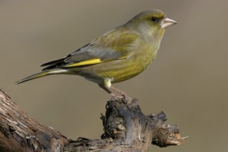 Greenfinch, Greenfinch, European Greenfinch, Western Greenfinch, Carduelis chloris, (Chloris