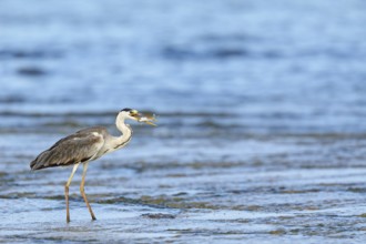 Grey grey heron (Ardea cinerea), Foraging, Boat Trip, Tiszaalpár, Kiskunsági National Park,
