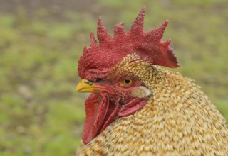 Rooster, red comb, La Gomera, Spain