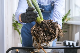Gardener woman transplants indoor plants and use a shovel on table. Zamioculcas Concept of plants
