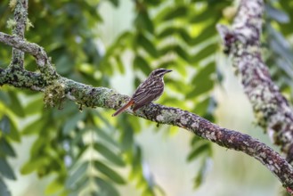 Streaked flycatcher perched on a tree branch against leafy background, Serra da Mantiqueira,