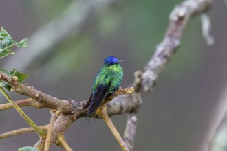 Close up of a Violet-capped woodnymph perched on a branch against defocused background, Serra da
