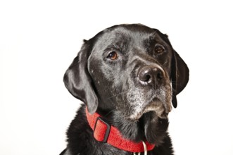 Labrador in front of a white background