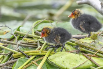 Eurasian Coot (Fulica atra) chicks waiting for food. Bas Rhin, Alsace, France