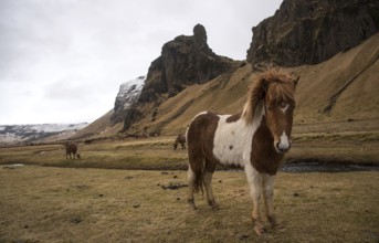 Icelandic horses at the valley behind Kalta volcano mountain covered on snow in spring time