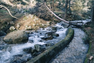 River of mountain crossing a forest. Sunny day