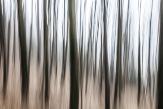 Trees in the forest, blur effect, Leoben, Styria, Austria