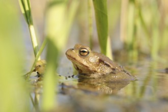Frog in a pond during mating season