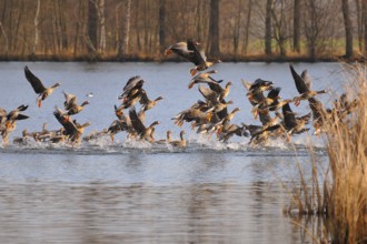 White-fronted Geese, starting, Anser albifrons, Lesser White-fronted Geese, Greater White-fronted