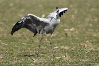 European Crane -Common Crane, Grus grus, courtship display