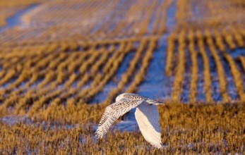 Snowy Owl in Saskatchewan Canada in flight flying