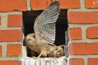 Turmfalken, fluegge Jungvoegel am Horst, Common Kestrel, fully-fledged, full fledged, Fledglings in