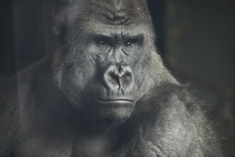 Portrait of a western lowland gorilla (Gorilla gorilla gorilla) at Christchurch, New Zealand