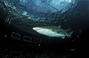 Sand tiger, Odontaspis taurus, South Africa, Port Elizabeth, Ibhayi, Madiba Bay, Indian Ocean