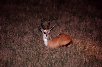Resting springbok at night, Antidorcas marsupialis, South Africa, Kruger, National Park