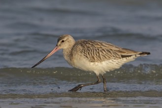 Bar-tailed godwit, (Limosa lapponica), foraging, waters, biotope, animals, birds, snipe, Barr Al