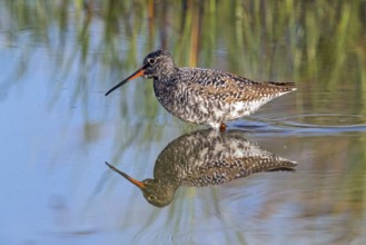 Spotted Redshank, (Sringa erythropus), foraging in water, water bodies, plover-like, Wadi Darbat,