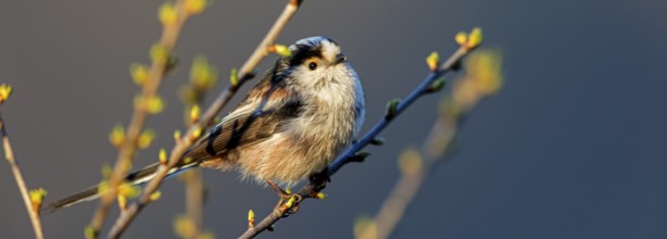 Long-tailed Tit, (Aegithalos caudatus), songbird, animals, birds, family of tits, Nahe valley,