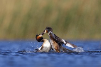 Great Crested Grebe, (Podiceps Scalloped ribbonfish), courtship behaviour, two individuals, Hides