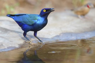 Purple glossy starling, (Lamprotornis purpureus), Africa, Gambia, Tendaba camp / Tendaba photo hid,