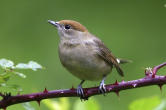 Female blackcap (Sylvia atricapilla) on perch, biotope, habitat, foraging, animals, birds Hesse,