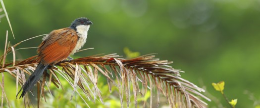 Tiputip, White-browed Coucal, (Burchells Coucal), Centropus superciliosus burchelli, White-browed