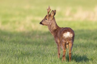 Roe deer, European roe deer, (Capreolus capreolus), roebuck, standing in a meadow in the morning,