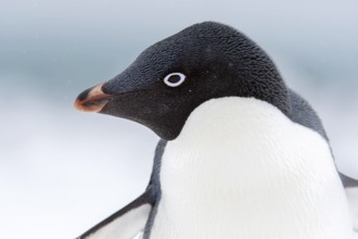 Adelie Penguin, Portrait, Animals, Birds, Penguins, (Pygoscelis adeliae) Penguin Island, South