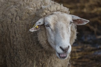 Portrait of a sheep in a stable, with ear tag and open mouth, weseke, münsterland, germany