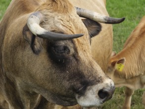 Close-up of a cow with horns and distinctive fur pattern, next to a calf, velen, North