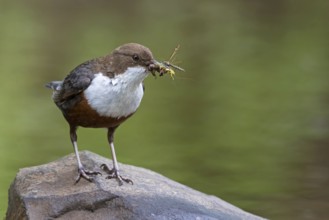 White-breasted dipper, (Cinclus cinclus), animals, birds, biotope, habitat, waters, foraging,
