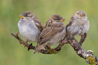 House sparrow, sparrow, house sparrow, (Passer domesticus), animals, birds, songbirds, family of
