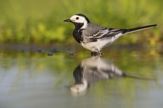 White wagtail, (Motacilla alba), animals, birds, family of wagtails and pipits, Beindersheim, Bad