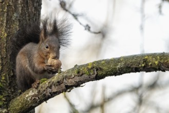 Sciurus vulgaris, italy