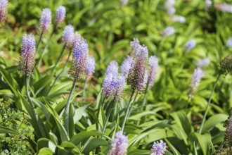 Blauer Ingwer, Dichorisandra thyrsiflora. Brasilien, Madeira, Funchal, Blue ginger, Flower of the