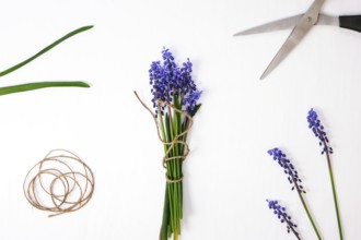 Female hands collect bouquet of blue muscari as a gift. Pruning flowers. Local small business