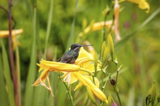 Beautiful small Stripe-breasted star throat perched on a yellow flower, Caraca natural park, Minas