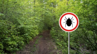 Tick insect warning sign in infected forest. Lyme disease and meningitis transmitter