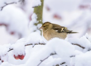 Closeup of a female chaffinch sitting on a snow covered tree