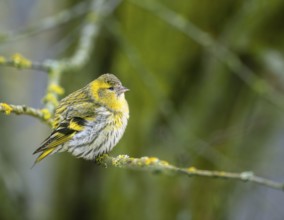Female black-headed goldfinch sitting on a twig