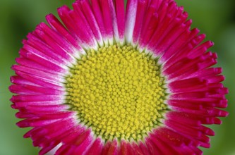 Macor of a red bellis flower blossom