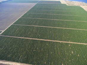 Aerial top view on extensive vineyards background