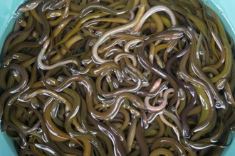 A lot of small eels in the basket in the local market, Thailand