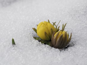 Eranthis hyemalis in the snow