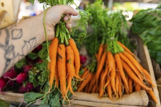 First person perspective as a shopper buys locally produced organic carrots at a market stall