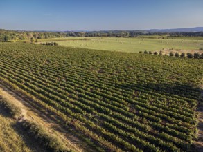 Vineyard near to Carcasona, Aude, Languedoc-Rosellón region. French Republic